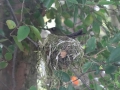 Nesting colibri