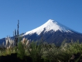 4 osorno
