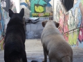 Graffiti for dogs